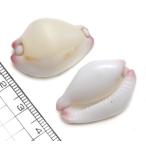 Yahoo! Yahoo!ショッピング(ヤフー ショッピング)【貝殻パーツ】コウサギガイ ボタンウミウサギ セムシウミウサギガイ 1個 （ゆうパケット配送可能商品）