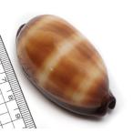 Yahoo! Yahoo!ショッピング(ヤフー ショッピング)【貝殻パーツ】タルダカラ　（ゆうパケット配送不可商品）