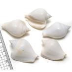 Yahoo! Yahoo!ショッピング(ヤフー ショッピング)【貝殻パーツ】スイショウガイ　1個（ゆうパケット配送不可商品）