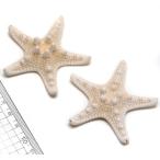 【貝殻パーツ】コブヒトデ　5-6cm　お得パック　10個
