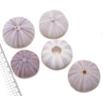 Yahoo! Yahoo!ショッピング(ヤフー ショッピング)【貝殻パーツ】ムラサキウニ　ウーチン　5-6cm　1個　＜ゆうパケット不可＞