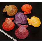 【貝殻パーツ】ヒオオギ（ヒオウギ）緋扇貝 2枚合わせ加工済 5個セット 3-5cmカラーミックス　＜ゆうパケット可能＞