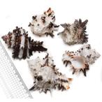 Yahoo! Yahoo!ショッピング(ヤフー ショッピング)貝殻パーツ　ノシメガンゼキ　Sサイズ　1個　＜ゆうパケット不可＞