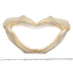 【標本パーツ】サメのあご　鮫の顎　サメの歯付き　約31cm　1個 写真現品＜送料無料＞