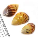 Yahoo! Yahoo!ショッピング(ヤフー ショッピング)【貝殻パーツ】マレーマイマイ 　1個　