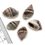 【小さな貝殻パーツ】オオカニノテムシロガイ　Ｓサイズ　3個