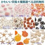 夏休み特別企画★小さな貝殻パーツ 貝殻選べるお試し　4種類　  ＜ゆうパケット配送送料無料＞
