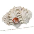 【貝殻パーツ】 シャコ貝　ヒレシャコガイ　大サイズ　片面1枚　29cm