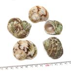 Yahoo! Yahoo!ショッピング(ヤフー ショッピング)【貝殻パーツ】コシダカサザエ　1個