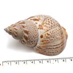 Yahoo! Yahoo!ショッピング(ヤフー ショッピング)【貝殻パーツ】 ベンガルバイ　1個　Mサイズ 写真現品（ゆうパケット配送不可商品）