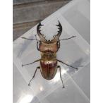  Hokkaido производство очень толстый Miyama рогач пара мужской 70mm и больше женский 40mm и больше wd