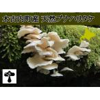  Hokkaido дерево старый внутри блок производство натуральный бук - litake500g