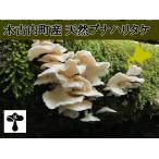  Hokkaido дерево старый внутри блок производство натуральный бук - litake1kg