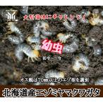  Hokkaido производство Miyama рогач первый . личинка 3 голова 