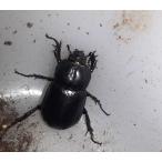 北海道産　天然　コカブトムシ　メス　2頭　産卵用