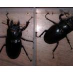 北海道産 ミヤマクワガタ メス2匹セット