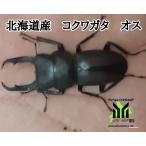  Hokkaido производство ko рогач мужской 3 голова 