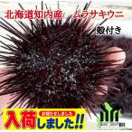 北海道知内産　殻付き　ムラサキウニ　1kg