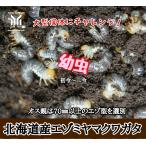  Hokkaido производство ezo Miyama рогач личинка 10 шт первый .