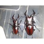  Hokkaido дорога юг производство огромный Prosopocoilus inclinatus пара мужской 69.5mm