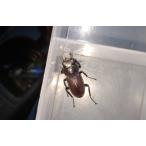  Hokkaido дорога юг производство mi Nico рогач пара мужской 21mm женский 1.8mm