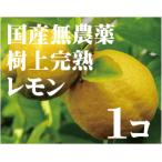 無農薬・樹上完熟レモン　１個　国産100％（愛媛県産）　1個は166ｇ〜125ｇです。