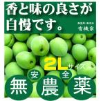  нет пестициды синий слива 2L размер 1kg внутренний производство 100% [ погода не последовательность. влияние . царапина. есть также бывает ] Nara префектура производство * три слоя префектура производство иметь машина JAS[ нет пестициды * без добавок ] сливовое вино для [...]