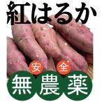  нет пестициды Satsuma клубень .. ..10kg нет пестициды культивирование внутренний производство 100%