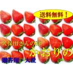 【予約】久保田さんのいちご（かおり野)   【12月下旬から2月末ころ】贈答用大粒×2トレー　　産地直送