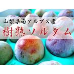 南アルプス樹上完熟ソルダム　1.6kg箱（12玉〜15玉前後）7月下旬−8月上旬