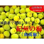 紀州の梅 南高梅 5kg箱(5月末〜6月上旬ころ発送予定)