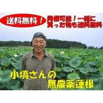 コバナワさんの蓮根　約4kg箱　農薬不使用   (10月から4月中旬ころ)
