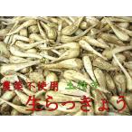 農薬不使用　生らっきょう　1ｋｇ　（6月末〜7月中旬ころ）
