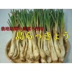 島らっきょう　2ｋｇ　栽培期間中農薬不使用（2月下旬-5月上旬ころ）