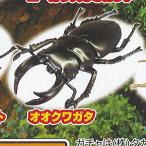 昆虫の森G 大襲来 ジャイアント スパイダー 3：オオクワガタ