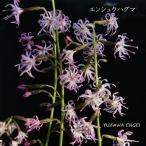 ［山野草］ エンシュウハグマ