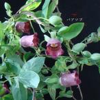 ［山野草］ バアソブ