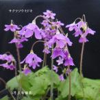 ［山野草］ サクラソウモドキ