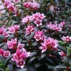 ［山野草 高山植物］ ミネズオウ