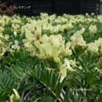 ［山野草 高山植物］ リシリゲンゲ