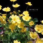 ［山野草 高山植物］ ミヤマキンバイ