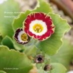 [ луговые и горные травы ] примула *o-likyula[ Donna * Clancy ]