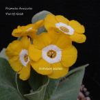 [ луговые и горные травы ] примула *o-likyula[ pot *ob* Gold ]