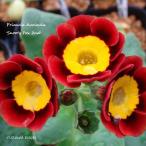 [ луговые и горные травы ] примула *o-likyula[sn-ti* лиса 2nd]