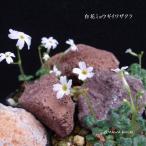 [ луговые и горные травы альпийские растения ] белый цветок myougiiwa The kla