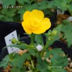 ［山野草 高山植物］ ミヤマキンポウゲ