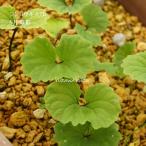 ［山野草 高山植物］ジンヨウキスミレ