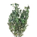  консервированный цветок [pito spo Ram зеленый 0117-0-700]