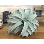 キセログラフィカ エアプランツ おしゃれなフェイクグリーン 観葉植物 造花 インテリア チランジア ティランジア