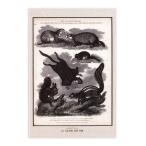  gran shu man открытка (NO.21 животное иллюстрированная книга млекопитающие ) le grand chemin